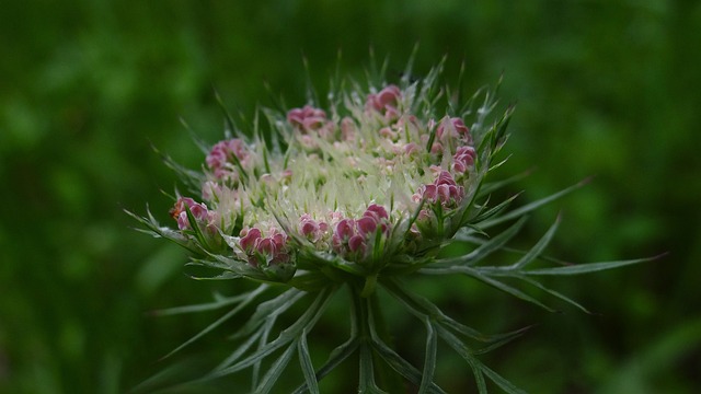 Free Blooming Flower photo and picture