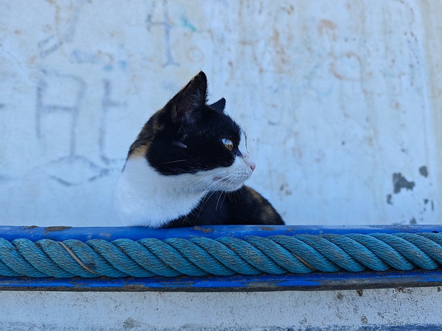 Free Cat Animal photo and picture