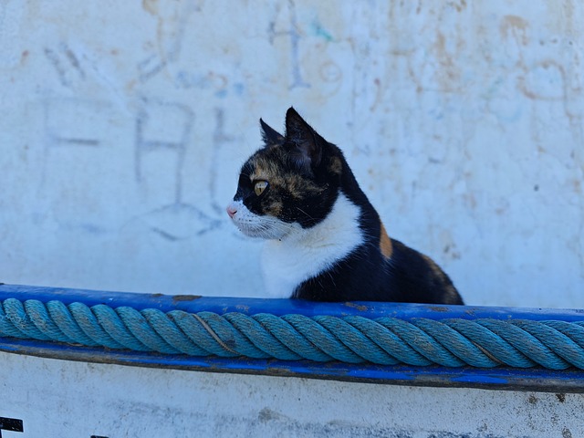 Free Cat Animal photo and picture