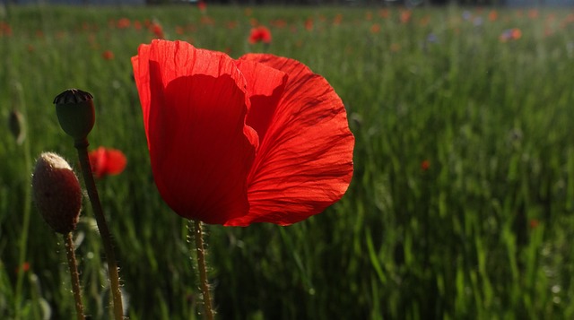 Free Flower Poppy photo and picture