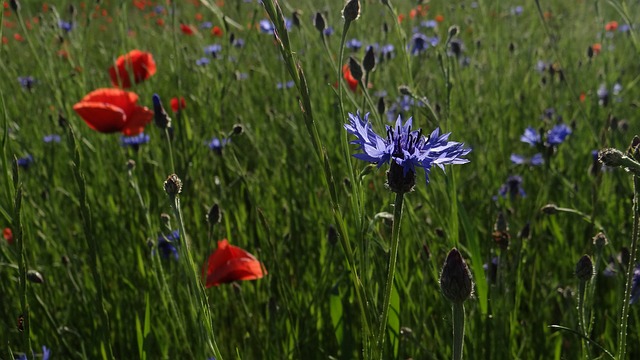 Free Blue Flower Red Flowers photo and picture