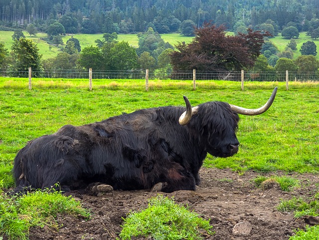 Free Scottish Cow Highland Cow photo and picture