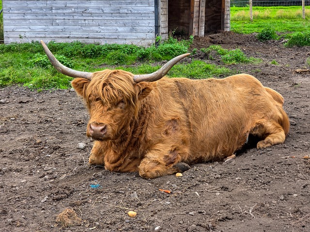 Free Scottish Cow Cow photo and picture