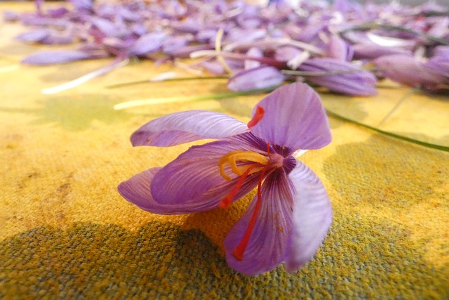 Free Saffron Abruzzo photo and picture