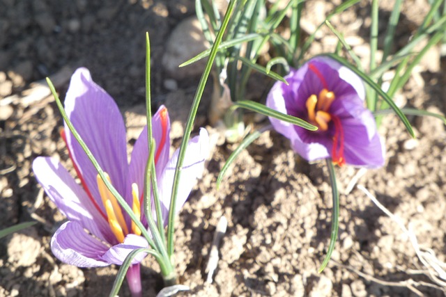 Free Saffron Nature photo and picture