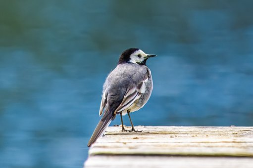 Free White Wagtail Bird photo and picture