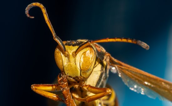 Wespe, Insekt, Entomologie, Flügel