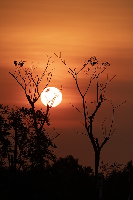 Zon, Natuur, Zonsondergang, Woud, Bomen