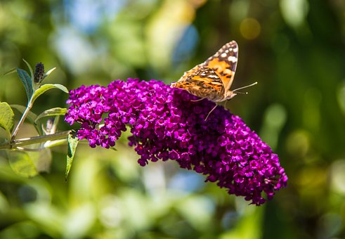 Dyreliv, Ornitologi, Sommerfugl, Natur