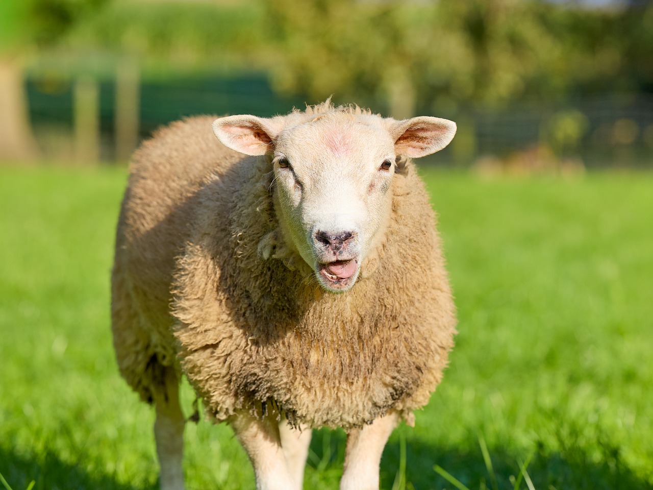 Sheep Lamb Animal - Free photo on Pixabay