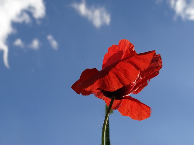 Free Poppy Red photo and picture