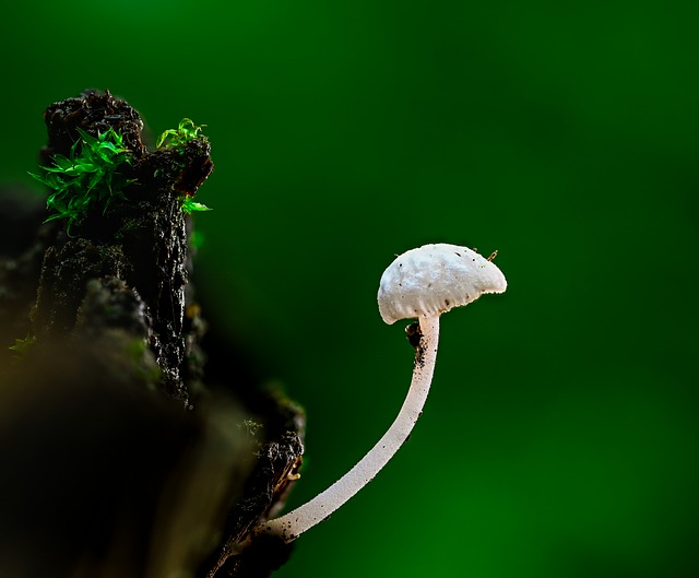 Groente, Natuur, Paddestoel, Schimmel