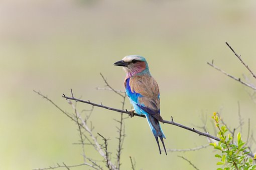 Pássaro, Natureza, Vida Selvagem, Lilás