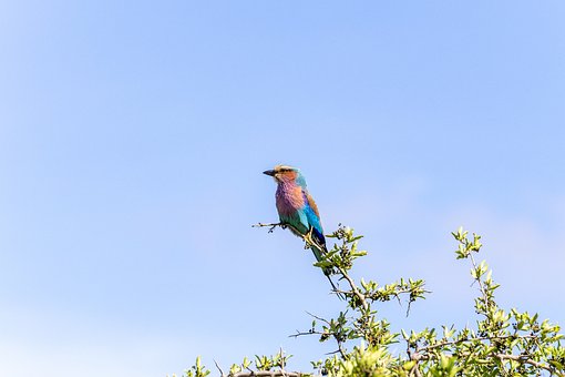 Rolar Peitoral Lilás, Empoleirado