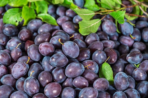 Free Plums Fruit photo and picture