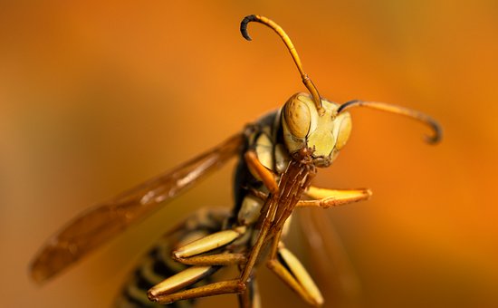 Hornisse, Insekt, Entomologie