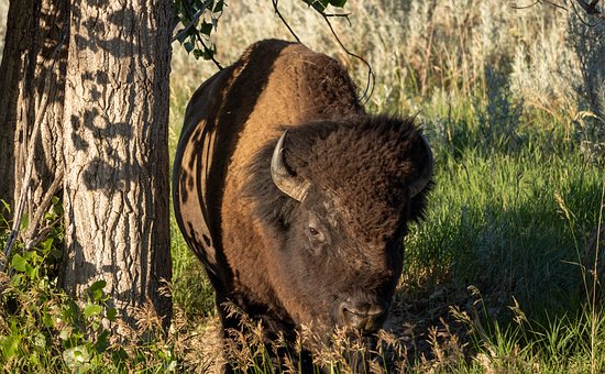Bison, Natur, Hörner, Wildtiere