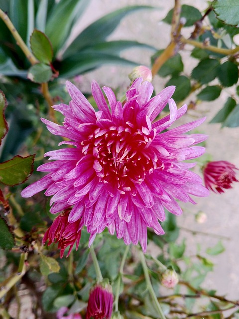 Lyserød Blomst, Lilla Blomst