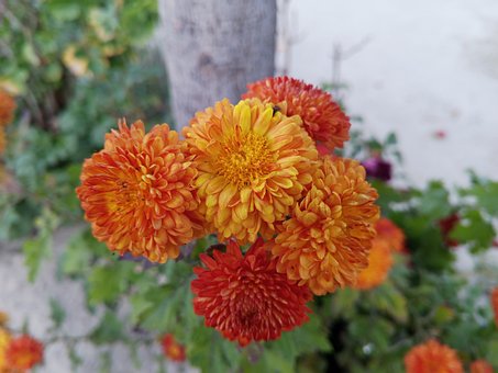 Krysantemum, Orange Blomst, Gul Blomst