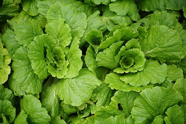 Download free HD stock image of Cabbage Green Free Cabbage Green photo and picture