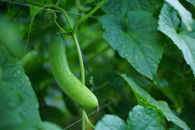 Free Cucumber Vine photo and picture