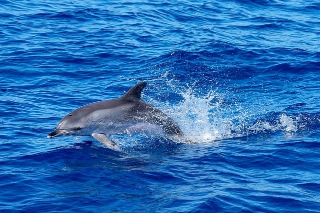 dolphin, leap, sea, nature, rivers, ocean, waves