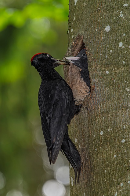 Free Black Woodpecker Nature photo and picture