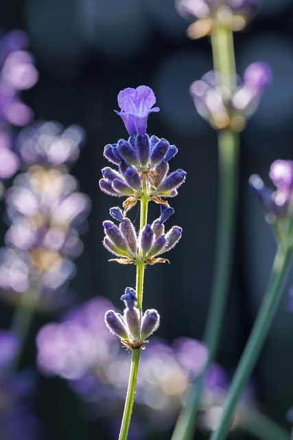 Free Lavender Natural photo and picture