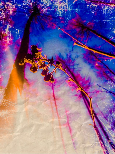 Natur, Planta, Cielo, Bosque, Bosques