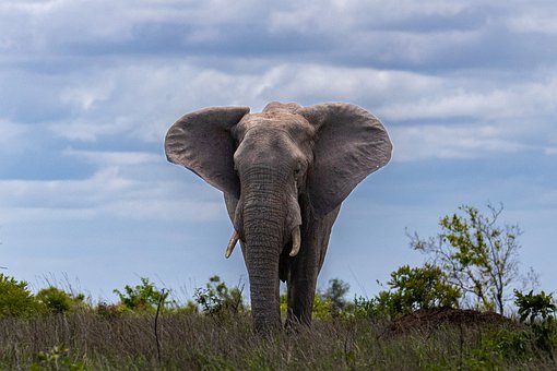 Elefante, Natureza, África Do Sul