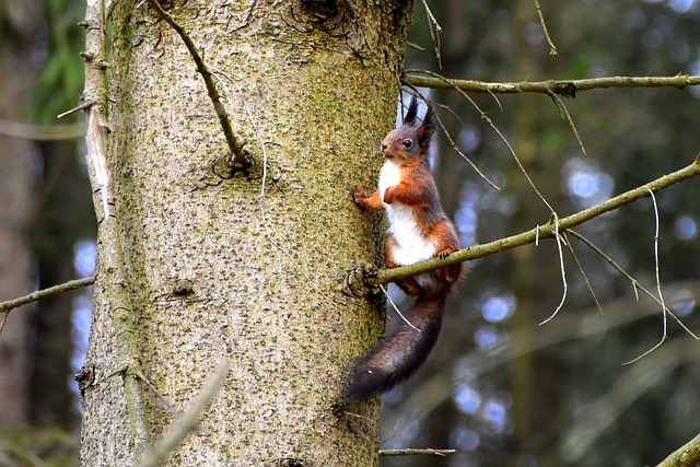 Free Nature Tree photo and picture