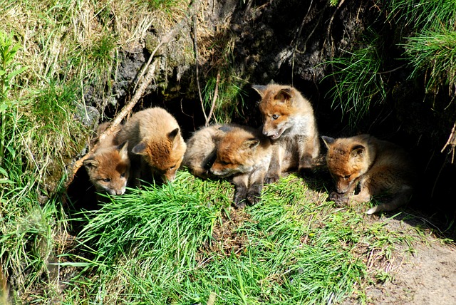 Free Fox Cubs Den photo and picture