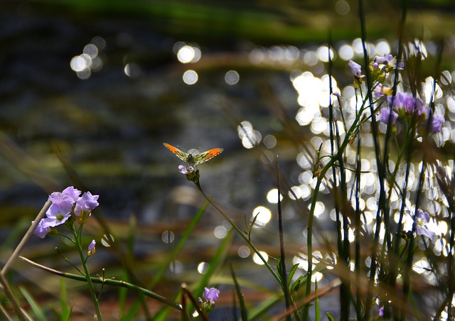 Free Nature Grass photo and picture