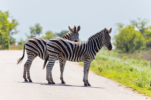 Zebra, Safári, Listrado, Natureza