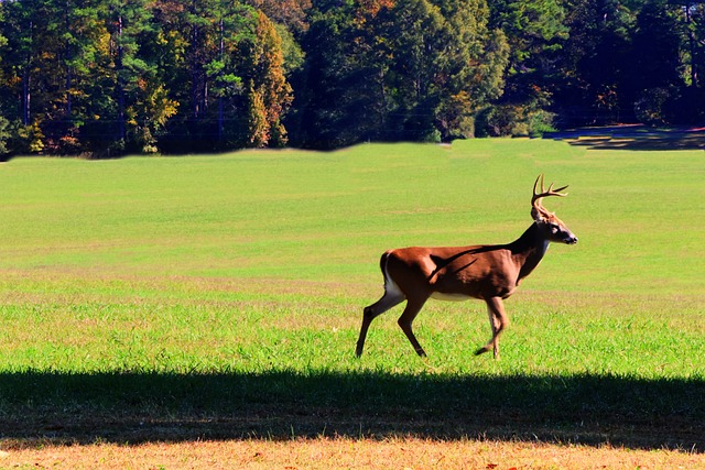 Free Deer Wildlife photo and picture
