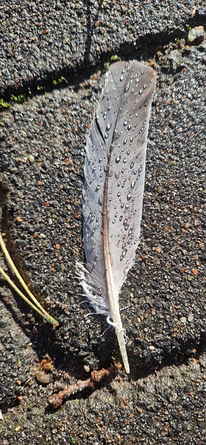 Free Feather Waterdrop photo and picture