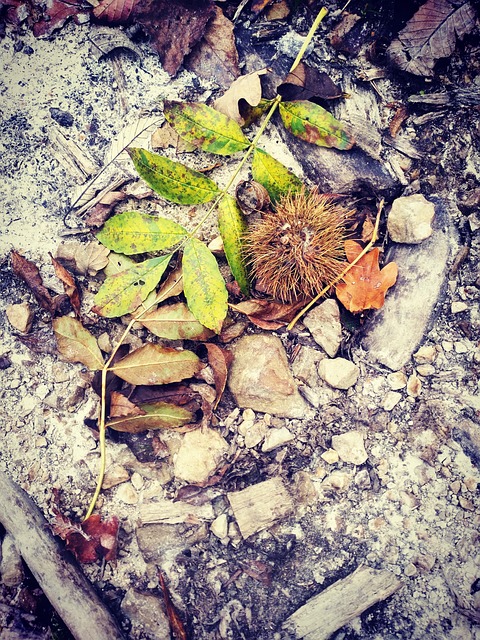 Natur, Wald, Herbst, Kastanien, Laub