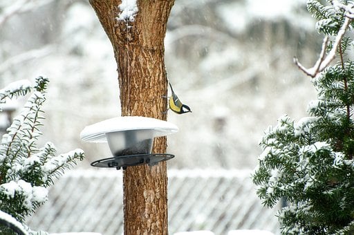 Free Bird Animal photo and picture
