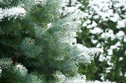 Free Pine Winter photo and picture