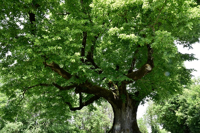 Strom, Kufr, Lípa, Tilia, Vynikající