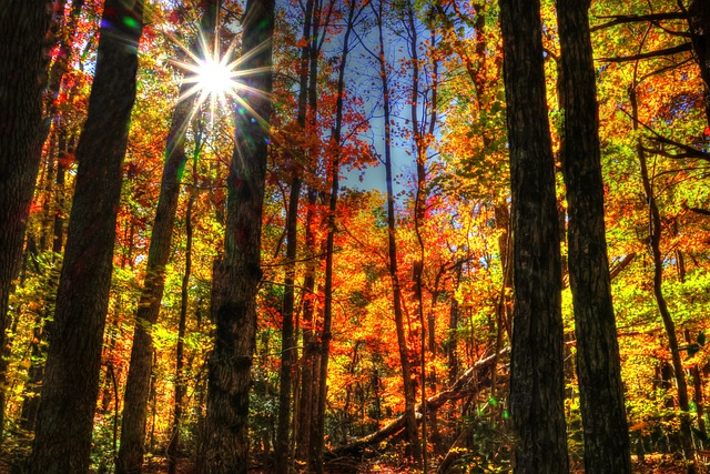 Free Forest Nature photo and picture