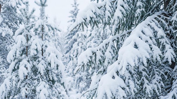 Free Winter Snow illustration and picture