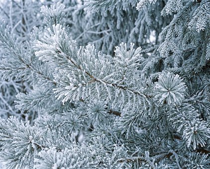 Free Winter Snow illustration and picture