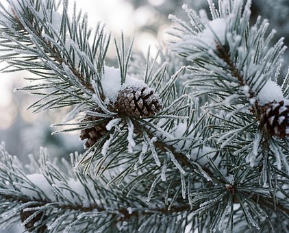 Free Winter Snow illustration and picture
