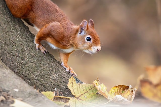 Free Red Squirrel Squirrel photo and picture