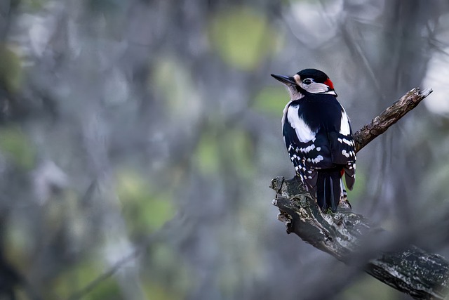 Free Great Spotted Woodpecker Woodpecker photo and picture