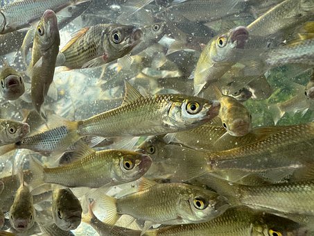 Free Vietnam Fish photo and picture