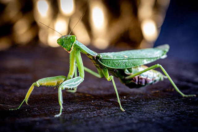 Free insect nature green illustration