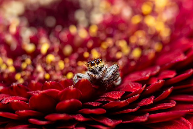 Free Jumping Spider Macro Photography photo and picture
