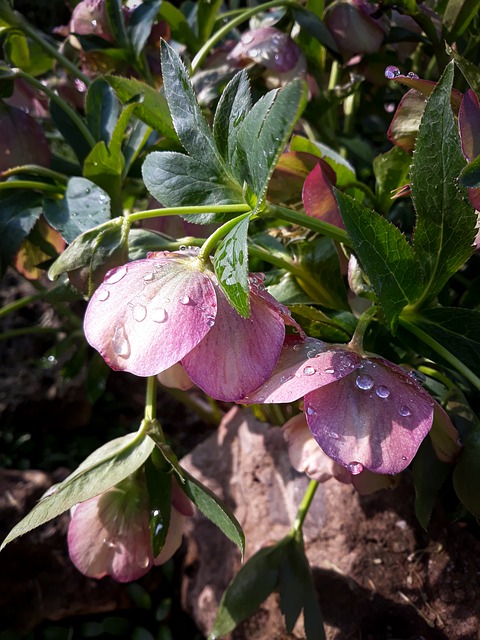 Free Flower Pink photo and picture